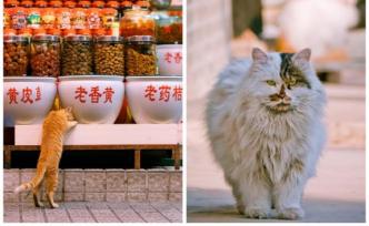 对谈“街猫摄影师”花哥：旅行不止，喵呜不停