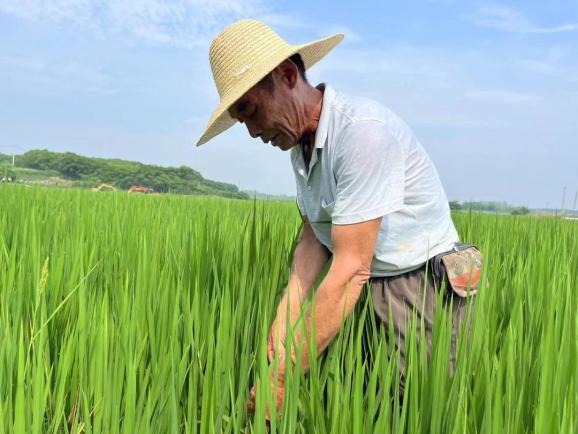 农民汗流浃背种地图片图片