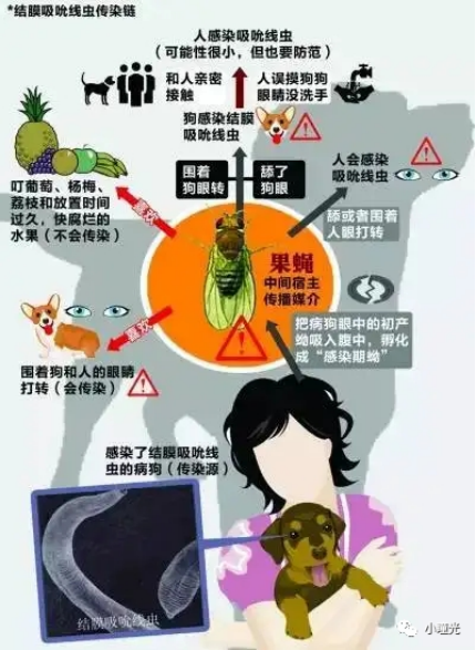 又称东方眼虫病引起结膜吸吮线虫病(thelaziasis)也可寄生于人眼主要