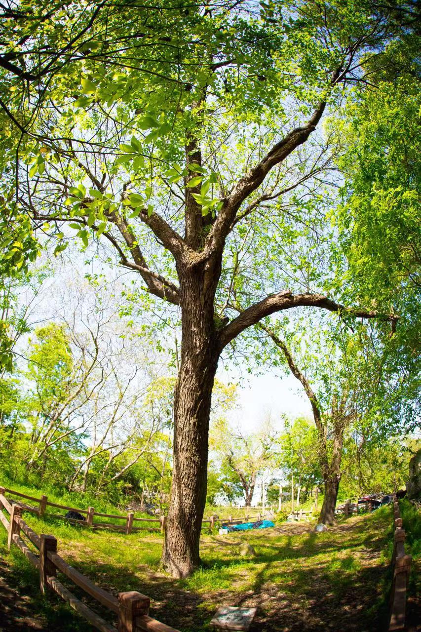 三株百年古桑有了家奉贤三桑园古树公园建成