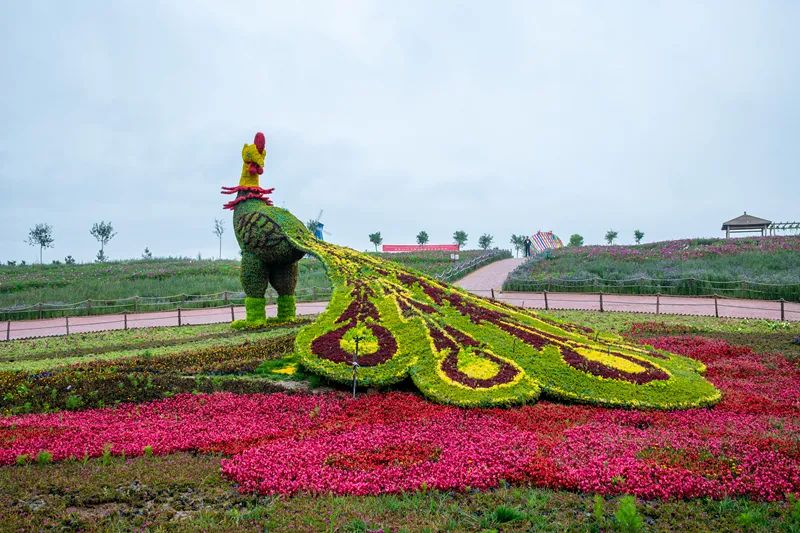 刷爆朋友圈的兰州新区花海等你来打卡