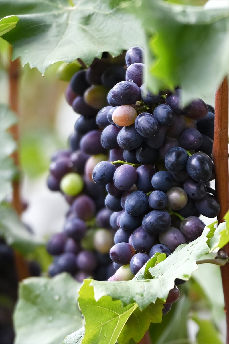 乡野间酸甜适中令人萄醉这里的紫王葡萄即将成熟