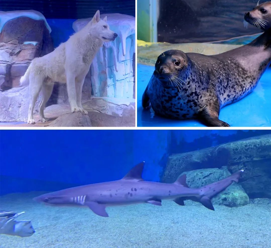 8月福利来袭带娃来滨州探秘海底世界相约人鱼海豚吧