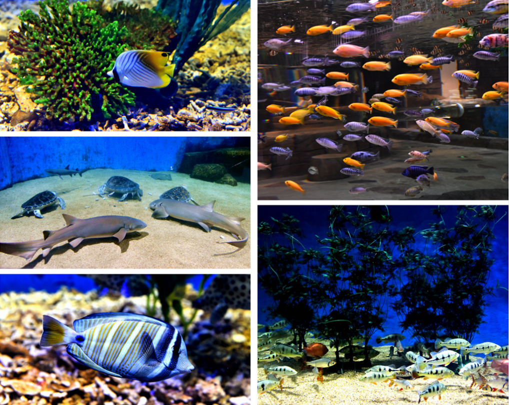 8月福利来袭带娃来滨州探秘海底世界相约人鱼海豚吧