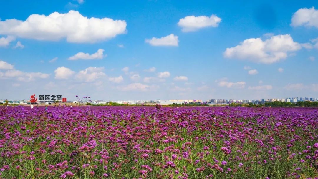 澎湃号>微游甘肃>兰州新区临港花海位于中川机场南侧,园内有马鞭草