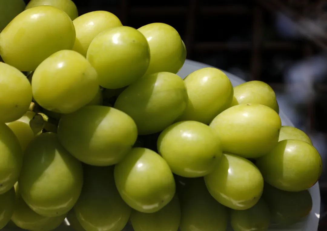 甜蜜来袭金山施泉葡萄节正式开幕