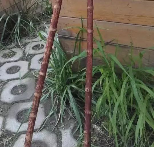 风物灵寿再探灵寿木