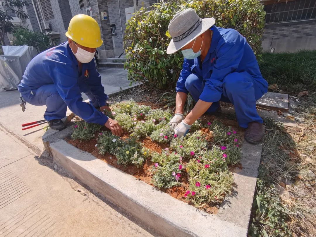 新添53個小花壇松江這個小區靚了