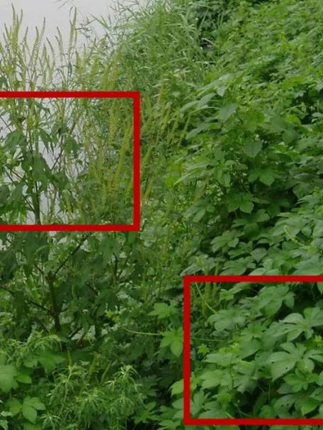 葎草(左下),大籽蒿(右)"躲"不开过敏原 注意这些生活细节治疗秋季花粉