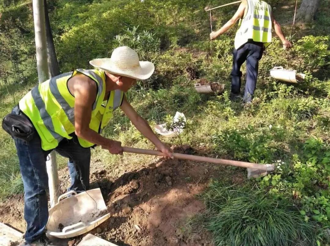 绿篱的修剪频率以减少叶面蒸发保持植株水分及时做好枯死苗木的补植补