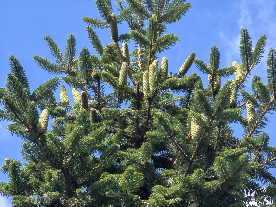 快看全球最濒危植物百山祖冷杉结球果了