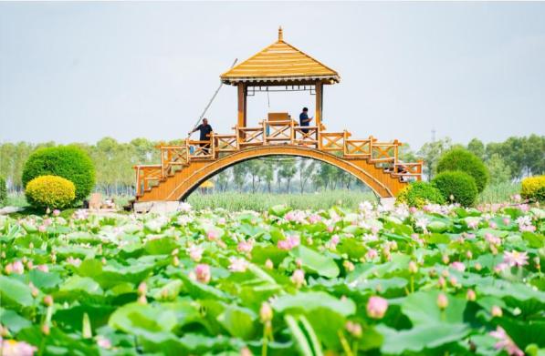 立秋时节荷韵浓75肇源县西海湿地公园 | "好看大庆 美景大晒"30强