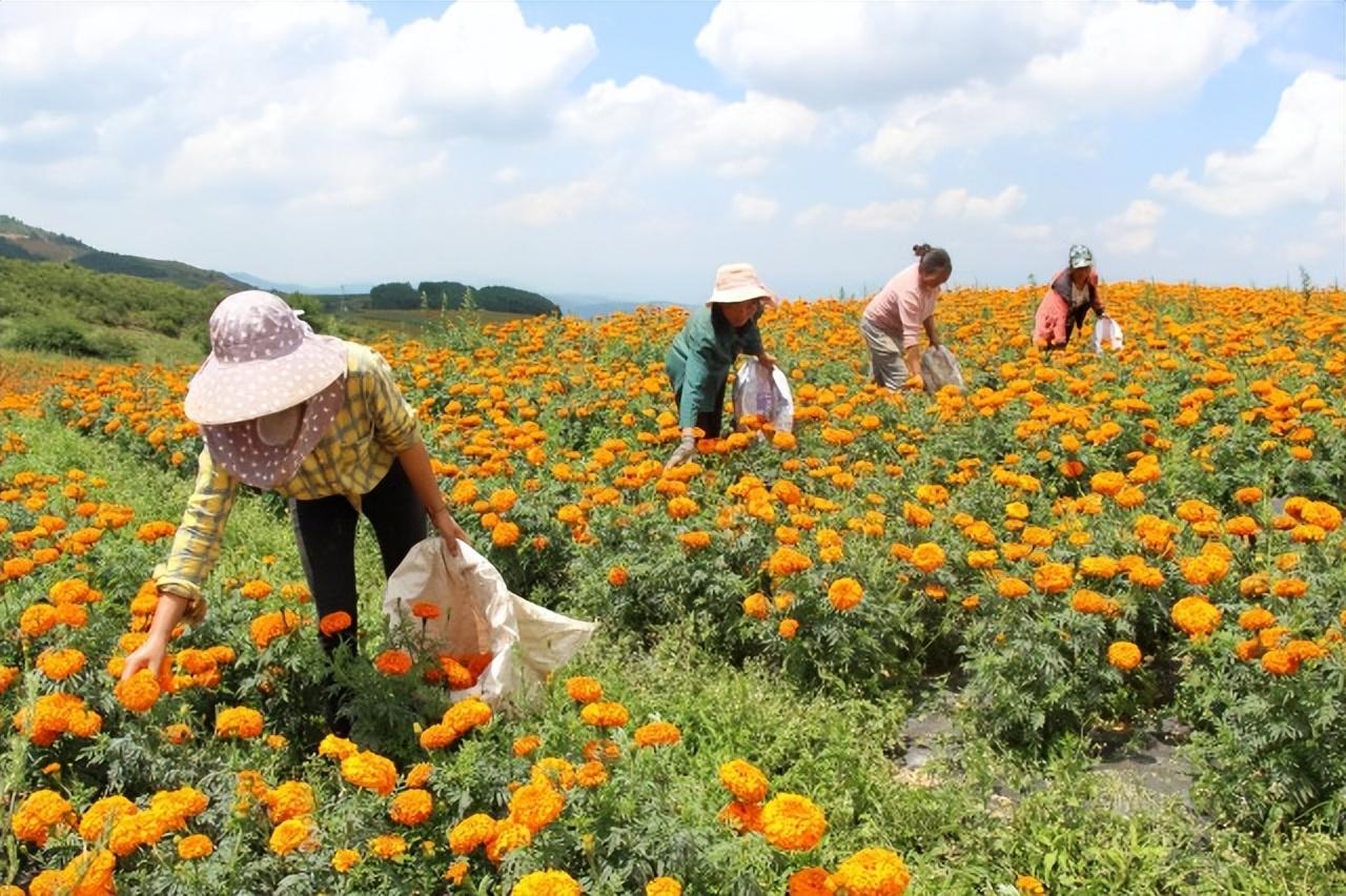 在昭阳区洒渔镇,青岗岭乡,靖安镇,苏甲乡等地,村民正忙着采摘万寿菊