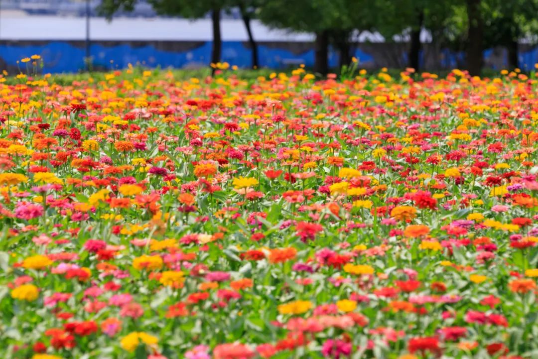 探索沪上这些百日草花海盛放中美图云赏