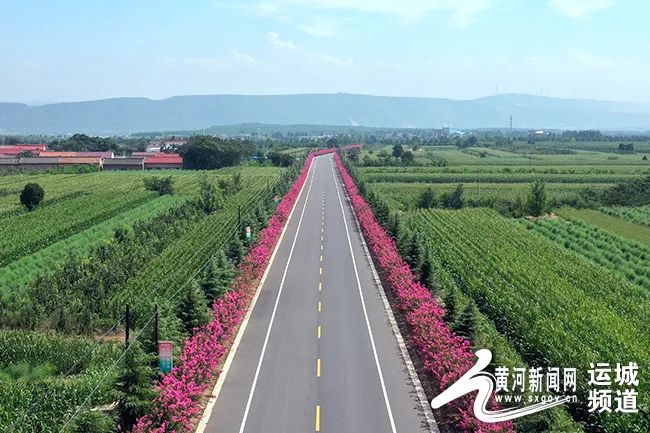 8月11日,芮城县陌南镇柳湾村边的大路旁盛开的紫薇花一团团,一簇簇