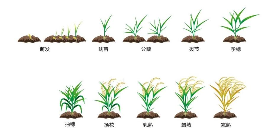 千师万苗工程 | "稻米之旅"主题科普公益讲座活动回顾