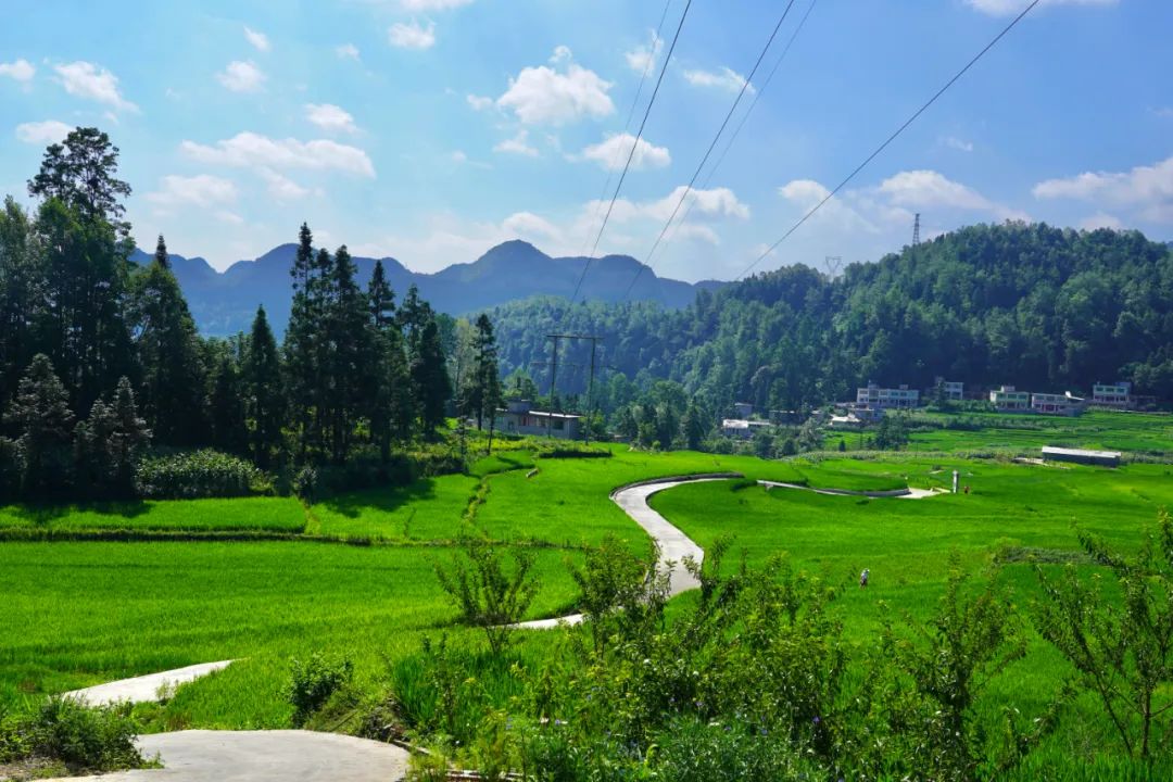 后坝:"鱼稻共生"声名远   "一田三收"留乡愁