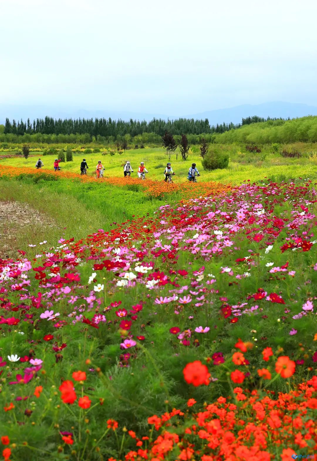 【乐游甘州】张掖甘州:森林公园 生态骑行_澎湃号·政务_澎湃新闻-the