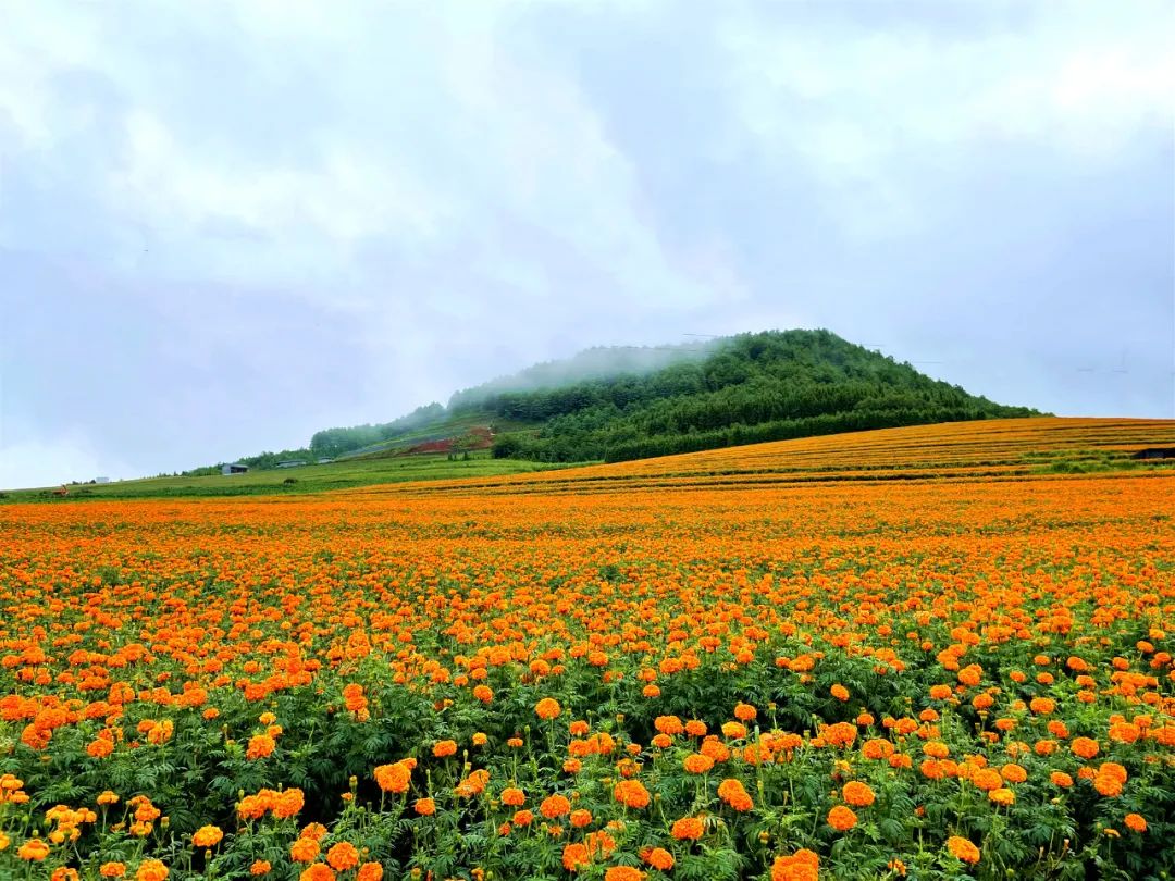 腾冲明光镇持续强化万寿菊中耕管理