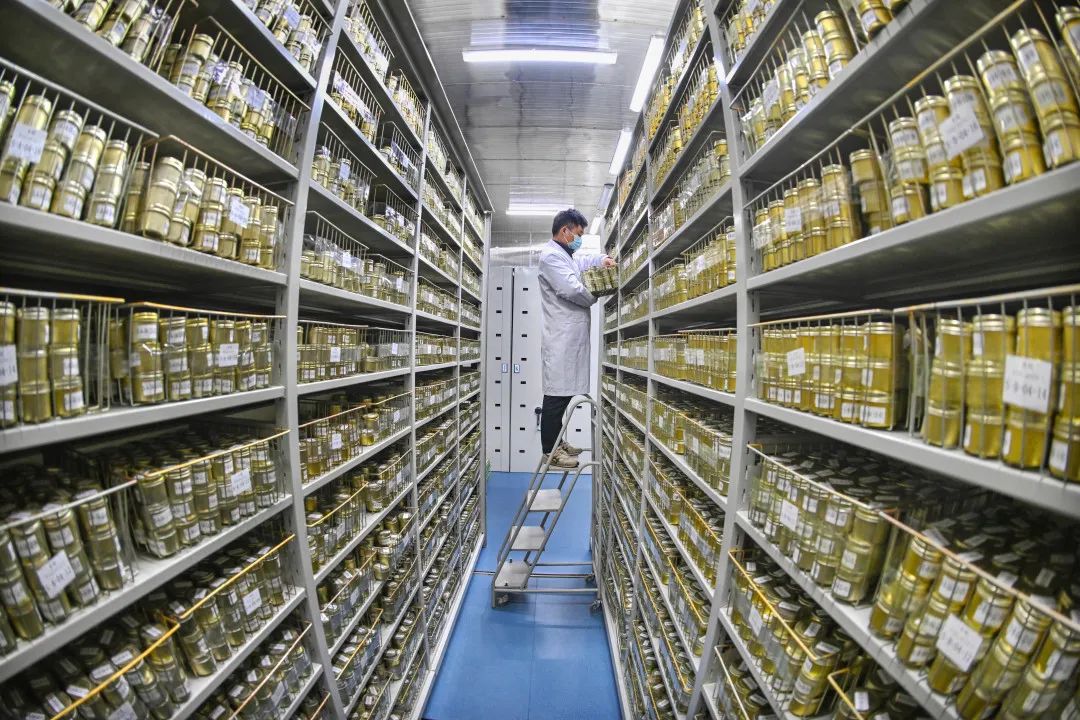 (湖南省农作物种质资源库长期库里,工作人员对保存的种子进行种子资源