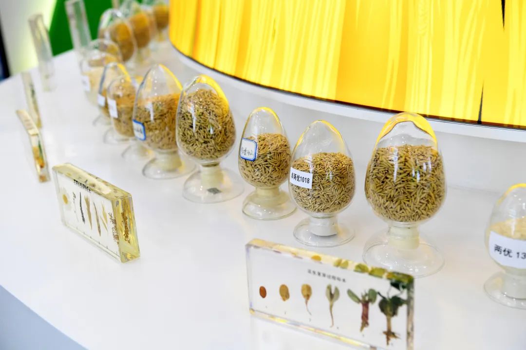 (岳麓山种业创新中心种业科技馆陈列的各种农作物种子.