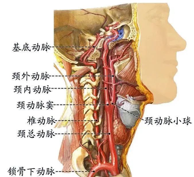 铅笔先教你怎么找到自己的颈动脉窦,把手放到颈部中线左右三指的位置