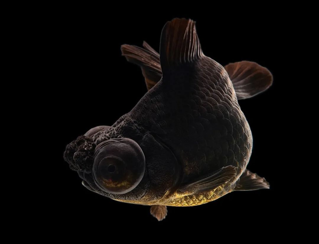 黑龙睛球(龙球)花龙睛麒麟龙睛蝶尾五花龙睛球(龙球)蛋种61 蛋种超