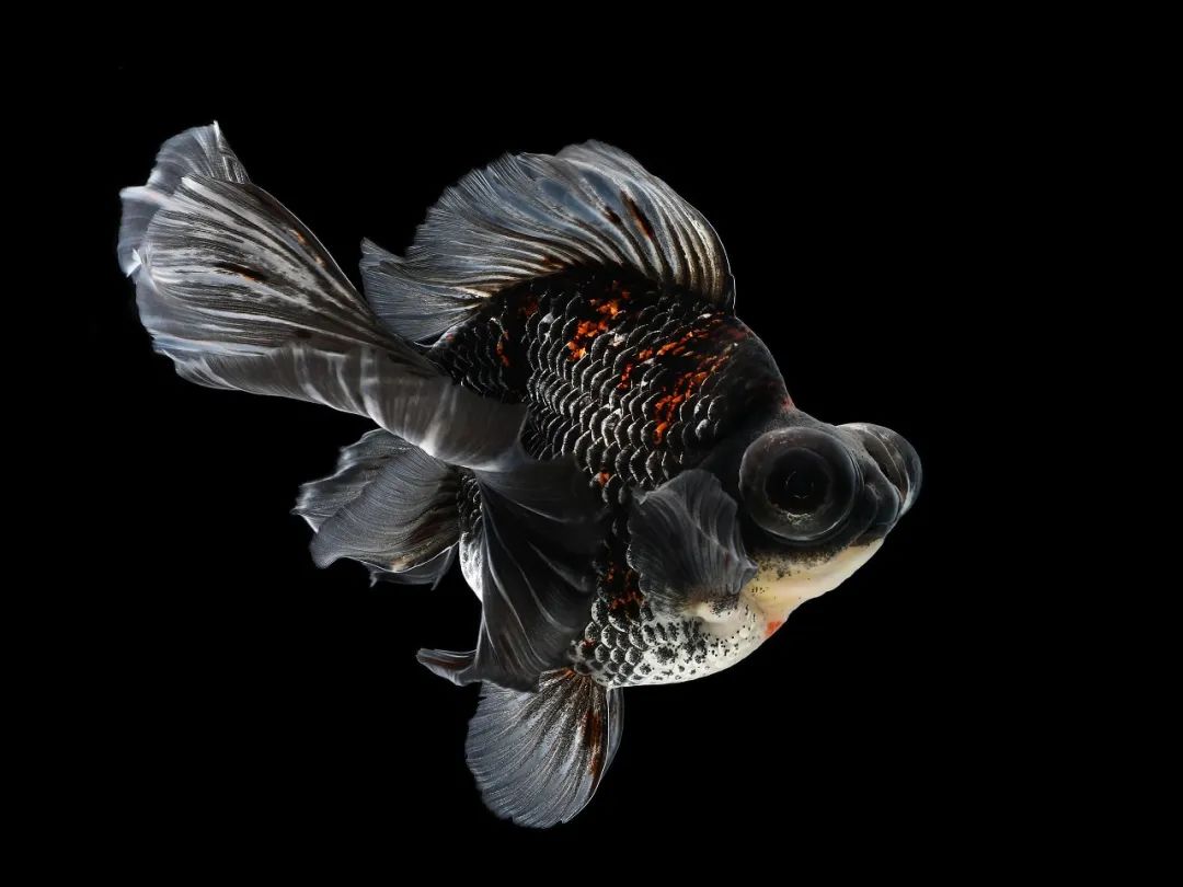 八十八年前上海的金鱼展览会_澎湃号·政务_澎湃新闻-the paper