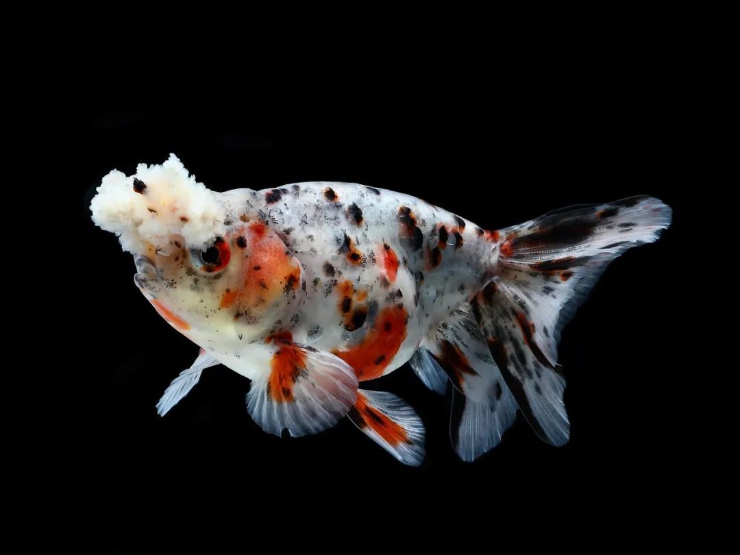 八十八年前上海的金鱼展览会_澎湃号·政务_澎湃新闻-the paper