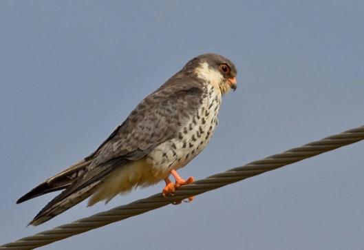 青海湖猛禽家族新成员——红脚隼!_澎湃号·政务_澎湃新闻-the paper