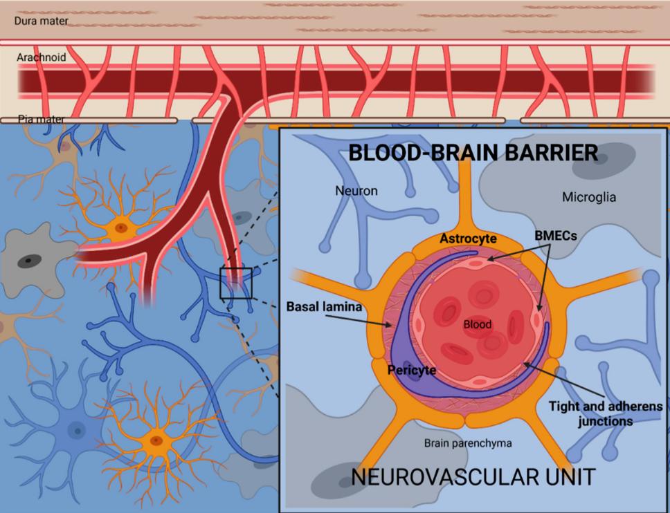 大脑血脑屏障图片图片