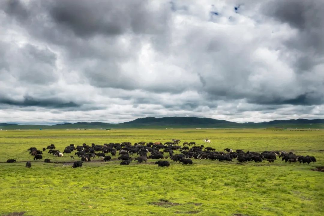 牦牛群的日常野牦牛入住牧家图并文 青海省摄影家协会副秘书长 官群