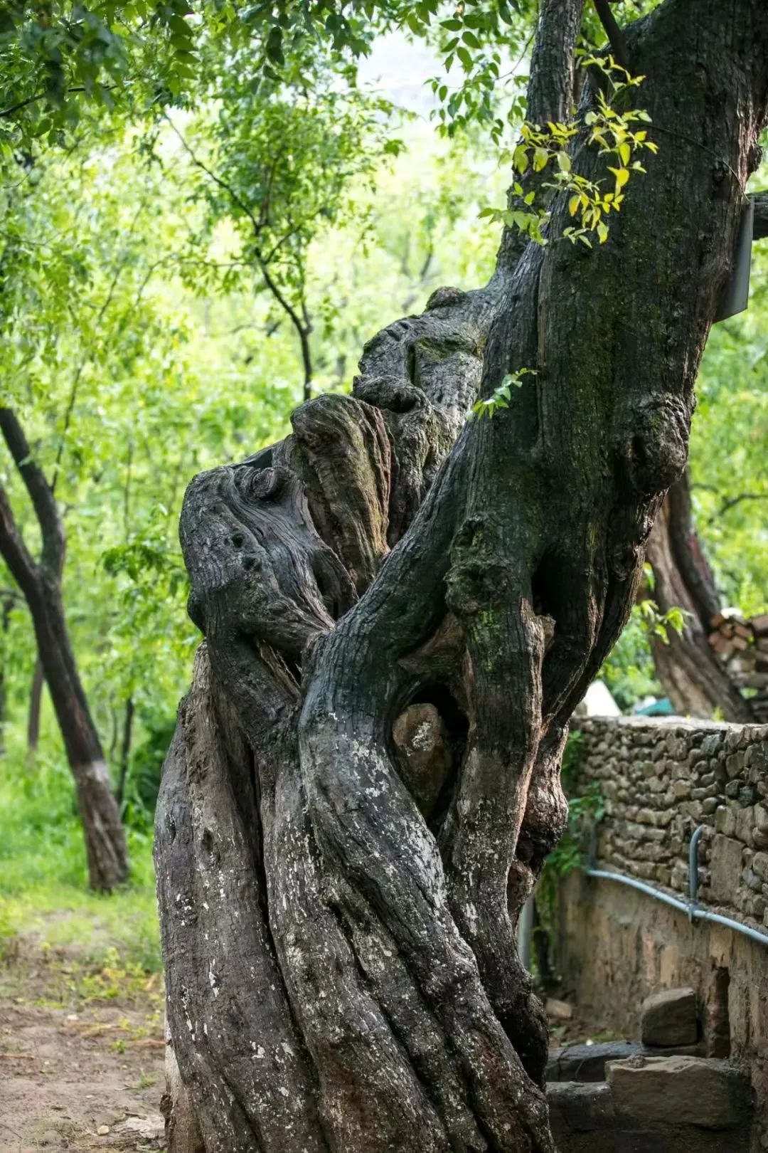 乐陵进行采摘权拍卖的30棵古枣树出自结义园、采摘园和母子树园|结义园|乐陵_新浪新闻