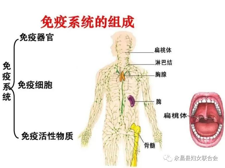 來一起認識我們的免疫系統