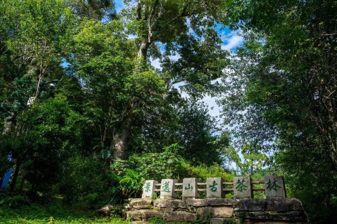 乐享云南丨美景景迈山风光