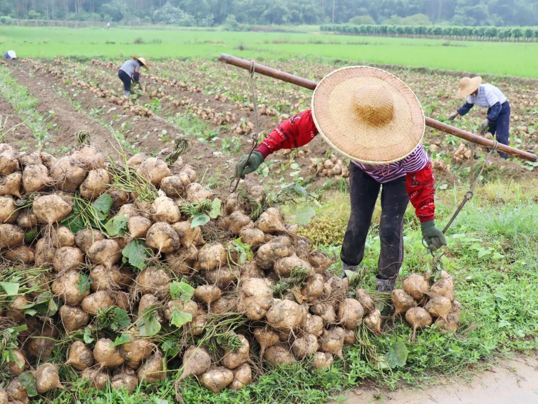 爽脆清甜,高明更合沙葛喜获丰收!_澎湃号·政务_澎湃新闻-the paper