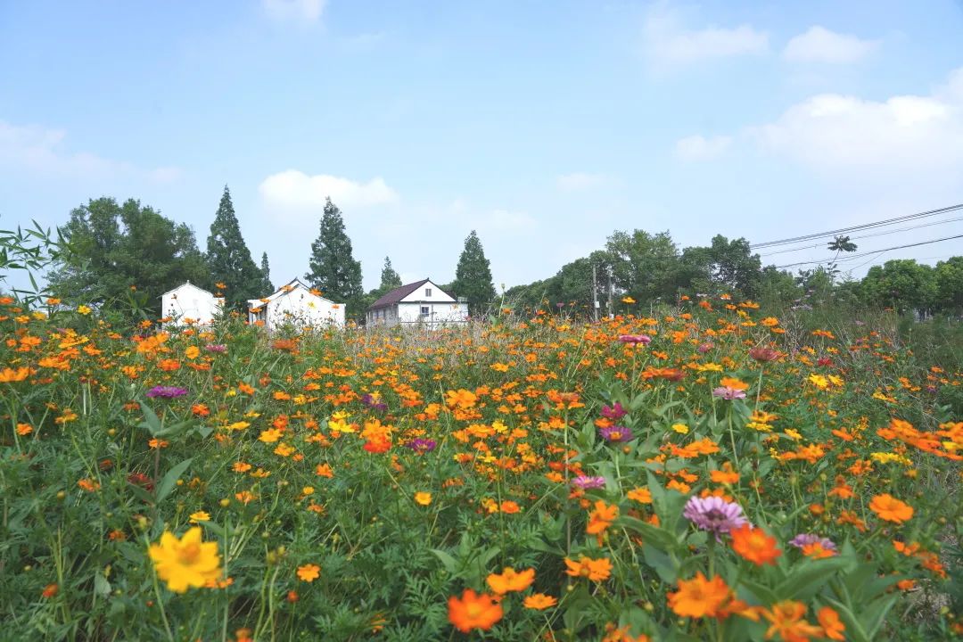 占地8亩!奉贤江海村秋英花海进入最佳观赏期 丨清凉一夏