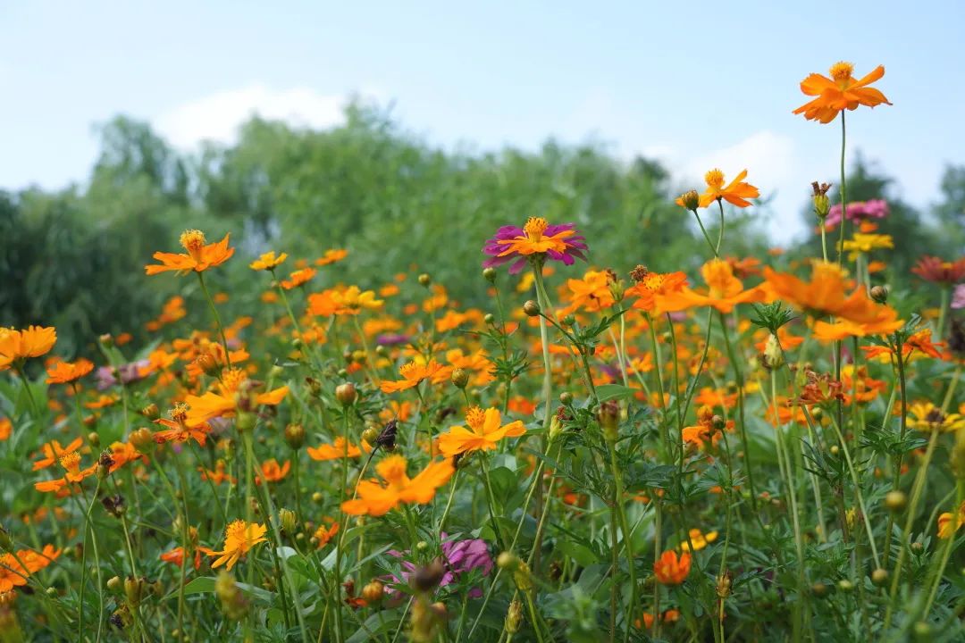 占地8亩!奉贤江海村秋英花海进入最佳观赏期 丨清凉一夏