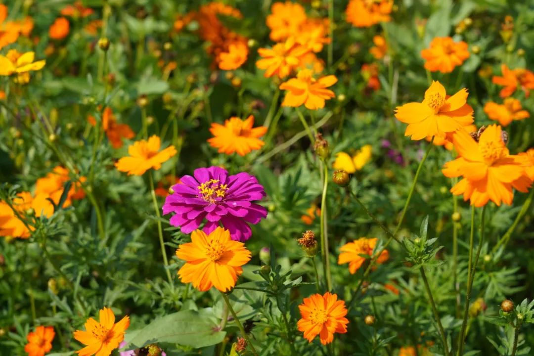 占地8亩!奉贤江海村秋英花海进入最佳观赏期 丨清凉一夏