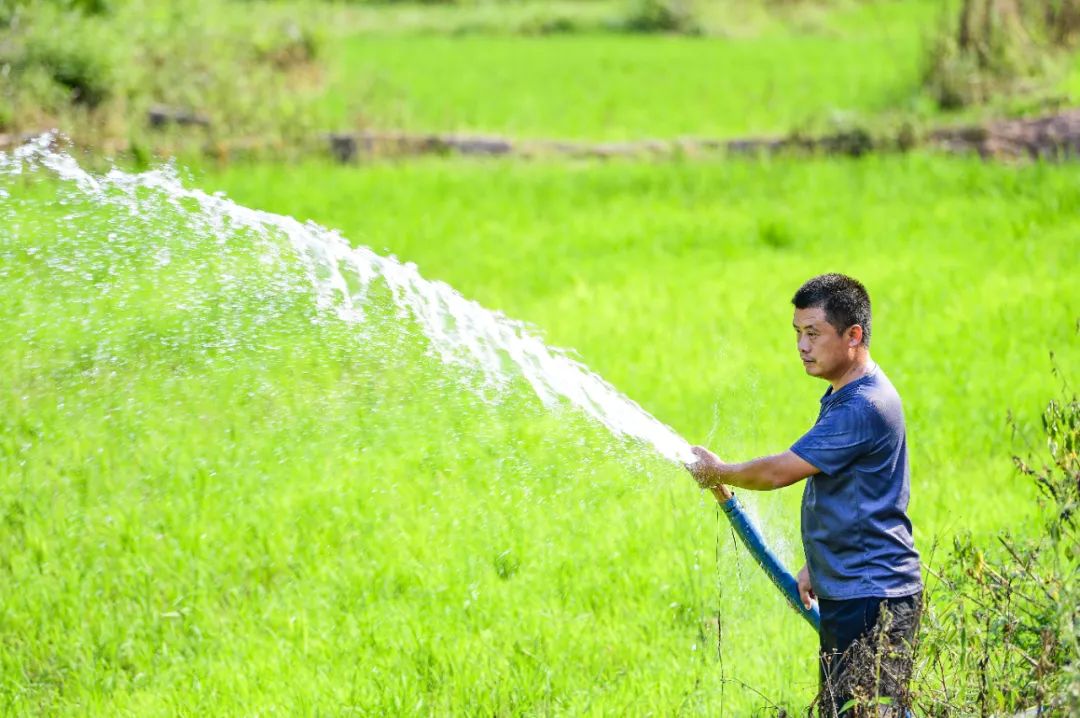 近日,章贡区水西镇石珠村村民在给晚稻田浇水灌溉.