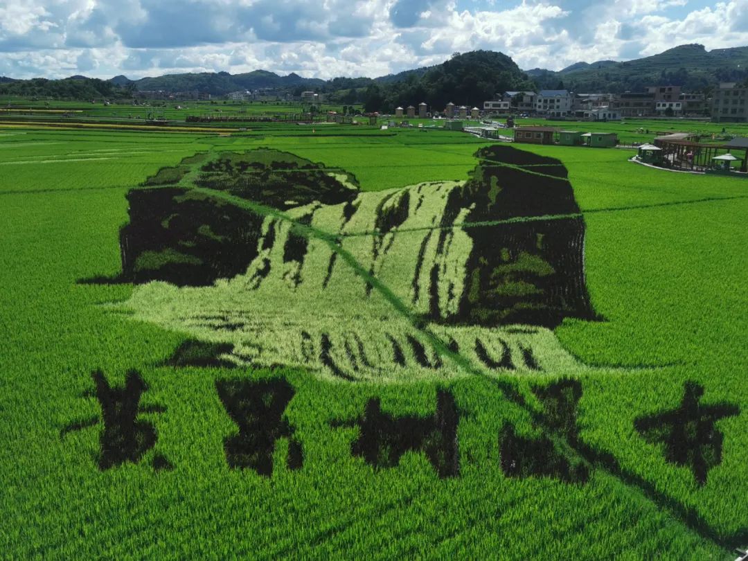 宾阳稻花香里景区图片图片