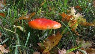 当心毒蘑菇：不要白杆杆、不要红伞伞，更不要躺板板