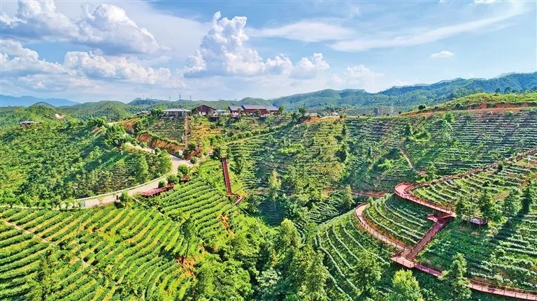 广东名茶排行榜_2021年广东十大茗茶公布,河源6款茶入选!