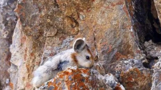 全球生物多样性信息平台（GBIF）发布新疆天山伊犁鼠兔数据