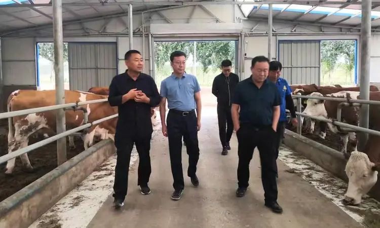 刘垚到巨日合镇调研指导牛产业发展工作_澎湃号·政务_澎湃新闻-The Paper