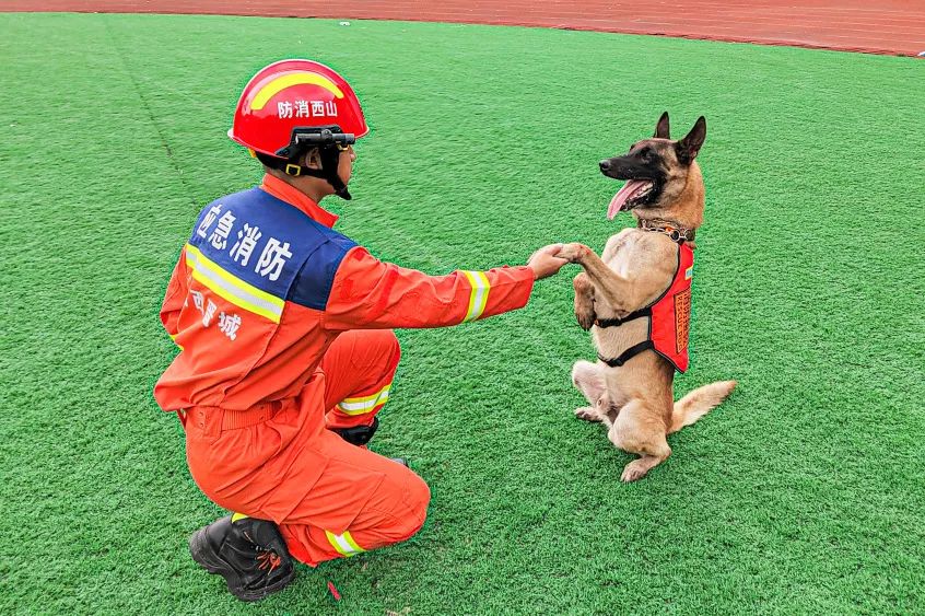 蓝朋友的无言战友消防搜救犬