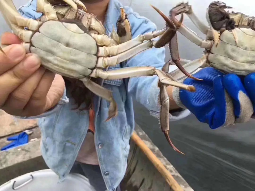 涨价!减产!螃蟹养殖遇高温大"烤"_澎湃号·媒体_澎湃新闻-the paper