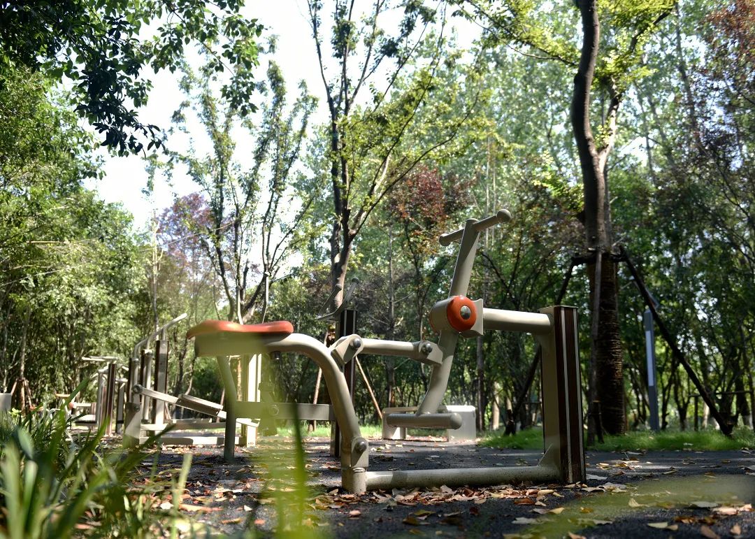 透过浓密的树梢看日出青浦这处新建的林地公园太美了