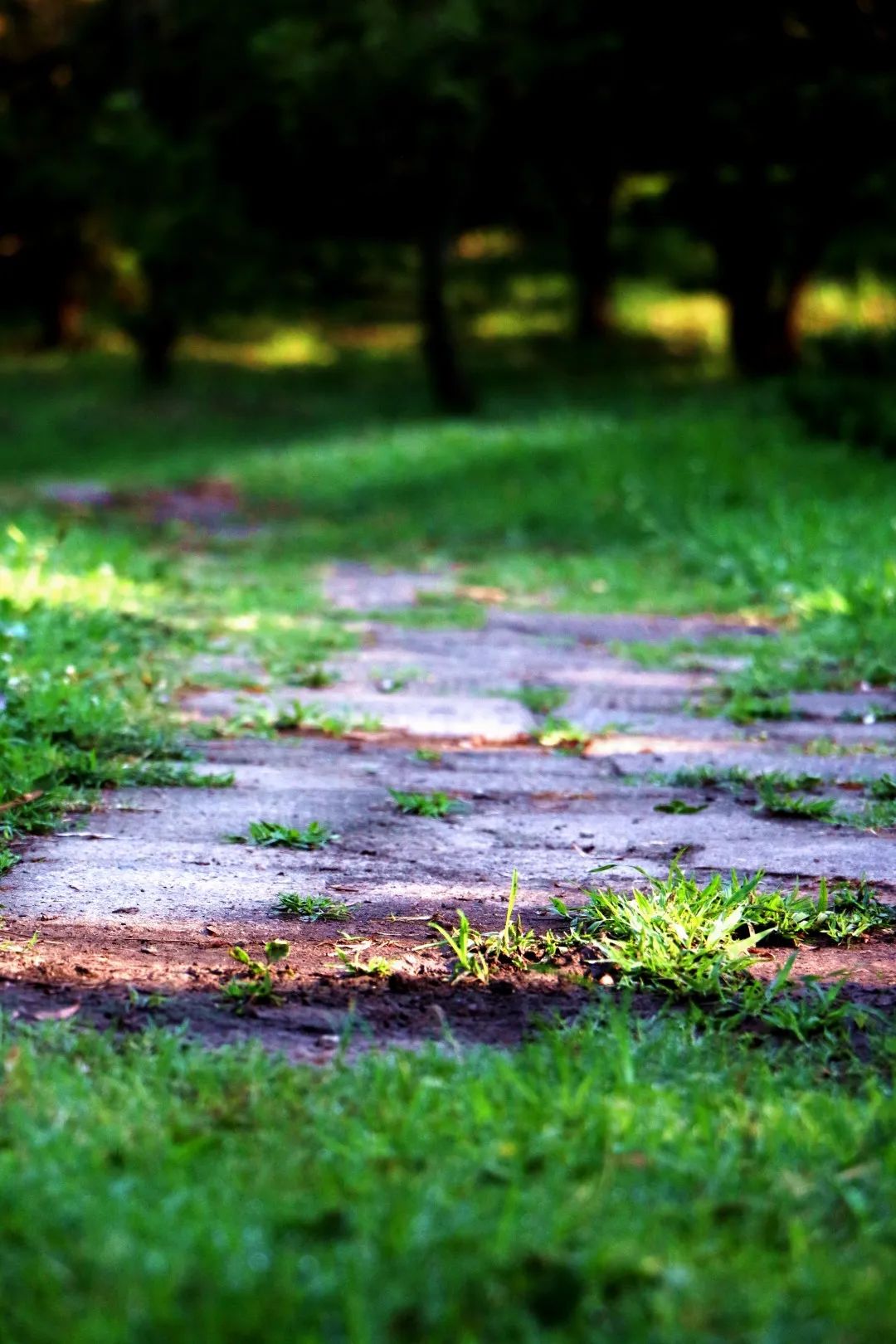 走进共青森林公园,苍翠的绿色随处可见,抬头是挺拔的水杉,低头是碧绿