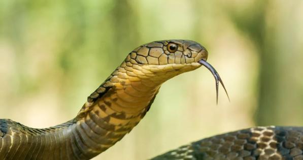 黃腹角雉,白鶴,金斑喙鳳蝶等國家一級保護野生動物和藏酋猴,眼鏡王蛇